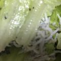 ma___111's cooksnap of when they made しらすと海苔で！サニーレタスのサラダ♪.