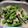 ma―chin's cooksnap of when they made インゲンのツナ和え.