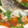 ぽにょこまち's cooksnap of when they made 真鯛とアサリのバター酒蒸し.