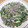 しょうげんめぐみ's cooksnap of when they made わけぎと牛肉のさっぱりゴマ炒め❤.