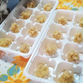 虹色♪︎ちゅーりっぷ's cooksnap of when they made 便利な生姜の冷凍保存〜(o˘◡˘o)♡.