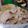 めけてー's cooksnap of when they made 簡単　豚肉と玉ねぎ煮.