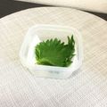 ☆こまっと☆'s cooksnap of when they made 大葉、ﾍﾞﾋﾞｰﾘｰﾌなど葉物の長期保存.