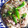 ぶちとり's cooksnap of when they made 野菜炒め★オイスターソース編♡♡.