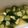 ＊ふうか＊'s cooksnap of when they made 簡単☆キュウリのわさび漬け♪.