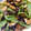 sakura2077's cooksnap of when they made なすとししとうの揚げびたし.