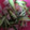 ma___111's cooksnap of when they made きゅうりとくらげのさっぱりサラダ.