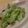 ぁみぁみ's cooksnap of when they made 副菜＊きゃべつとしらすのペペロン炒め.