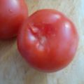 カクヨ's cooksnap of when they made トマトのへたの取り方♪.
