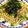 彩猿さん's cooksnap of when they made 簡単！ツナの和風パスタ.