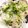 クックAIMI☆'s cooksnap of when they made なすのたたき(高知県春野町の郷土食).