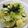 ｺｱﾗ's cooksnap of when they made チョレギサラダ☆野菜もりもり食べれるよ！.