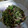 うさっこぱん's cooksnap of when they made 豆苗としめじのニンニクうまうま炒め♪.