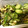 honeyhoneyhoney's cooksnap of when they made なす・きゅうり・大葉・みょうがの和え物.
