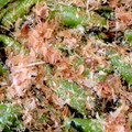 かにゃにゃmama's cooksnap of when they made 超簡単☆甘長（ししとう）の焼き浸し.