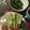 ﾌﾞﾚﾝﾀﾞ's cooksnap of when they made 【超簡単】ミニトマトでおつまみ.