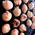 みっくママ's cooksnap of when they made こだわらない生地で♪　我が家のたこ焼き☆.