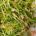 ぴょくん's cooksnap of when they made 豆苗&ツナ.