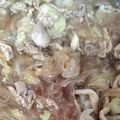 ゆーったん's cooksnap of when they made マロニー焼きそば.