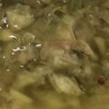 クックHDEHXO☆'s cooksnap of when they made 洋風冷奴に♪みょうがオイル.