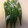 クックQULPYE☆'s cooksnap of when they made 一気に下処理→3通りのオクラレシピに.