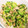 島猫。's cooksnap of when they made 簡単✩材料3つ！ゴーヤのおひたし.