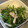 だい☆あお☆まり's cooksnap of when they made 水菜と長芋の和風サラダ.