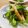 solapapa's cooksnap of when they made ピーマンの塩昆布炒め.