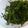 クックE1AGYF☆'s cooksnap of when they made ピーマンの簡単漬け物.