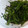 クックE1AGYF☆'s cooksnap of when they made ピーマンの簡単漬け物.