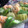 イシス女神's cooksnap of when they made 冬瓜と海老の煮物.