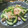 虹色♪︎ちゅーりっぷ's cooksnap of when they made きゅうりとハムのしゃきしゃき炒め.
