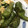 そよ3146's cooksnap of when they made ししとうの一番うまい食べ方.