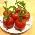 mayuyuキッチン's cooksnap of when they made あれっ？プチトマトに芽が出た・・.