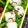 nosso's cooksnap of when they made 簡単☆塩昆布とチーズの悪魔のおにぎり☆.