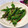 Satoco❋'s cooksnap of when they made 超簡単おつまみ！焼きししとう.