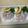 明日の風☆'s cooksnap of when they made ＊初めてさんへ 殻付きホタテの食べ方＊.