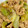 o0frail0o's cooksnap of when they made 豚コマとレタスのオイスターソース炒め.