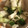 クックZ8J4H4☆'s cooksnap of when they made 長芋ときゅうりの梅のりあえ.