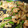 ぽにょこまち's cooksnap of when they made 海老 ホタテ キクラゲの オイスター炒め.