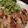 チョンまげ氏's cooksnap of when they made 鶏むね肉のマヨマスタード焼き☆.