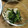 みぃくんのママ's cooksnap of when they made 簡単！塩昆布で法蓮草とえのきの和え物.