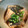 saki1010's cooksnap of when they made 母の味◆銀だらの煮つけ.