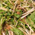 HANa☆K's cooksnap of when they made 水菜さば缶サラダ.
