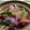 ※りりーママ※'s cooksnap of when they made 刺身をリメイク！カツオの揚げびたし.