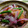 ※りりーママ※'s cooksnap of when they made 刺身をリメイク！カツオの揚げびたし.