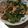 micchanhi's cooksnap of when they made 豚肉とオクラの炒め物.