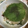 竹富島で会いましょう's cooksnap of when they made 【山形県】味噌焼きおにぎり.