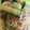 ma___111's cooksnap of when they made 簡単！たっぷりしらすレタス.