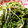 まな_mana's cooksnap of when they made 残り野菜で！簡単適当和風マリネ.